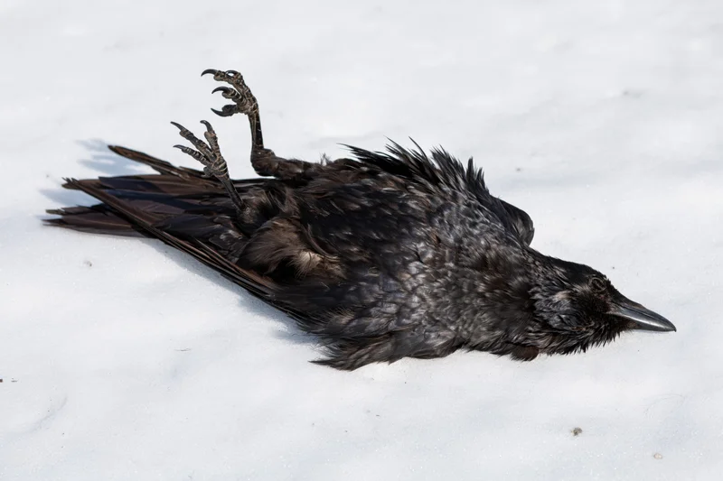 Dead crow lying on its back in white snow with legs and claws visible