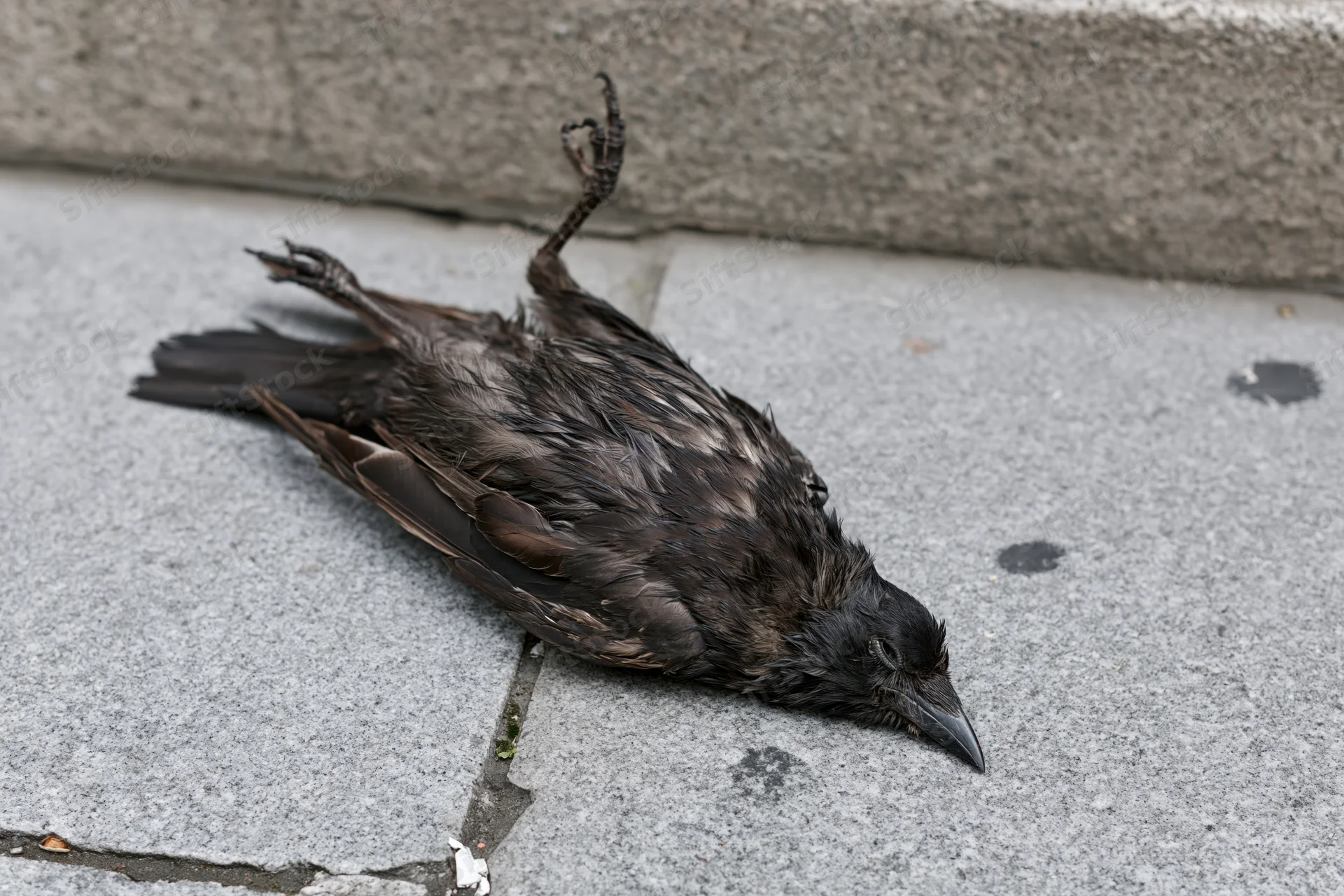 Dead black bird lying on its side on grey pavement in urban setting