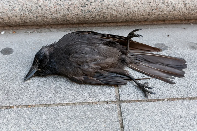 Dead black bird lying on its side on grey granite pavement