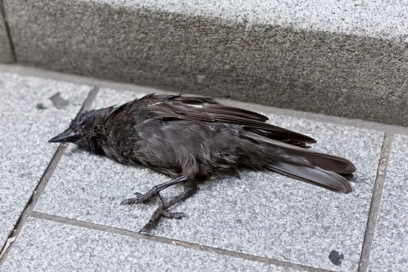 Dead black bird lying on its side on grey granite pavement