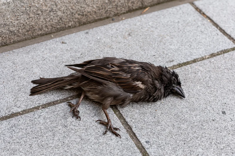 Dead sparrow lying on its side on gray granite pavement
