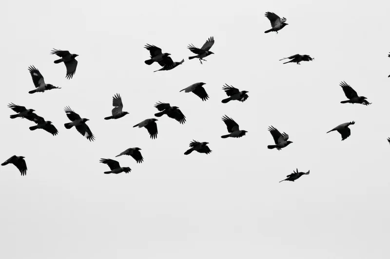 Flock of hooded crows in mid-flight against overcast sky