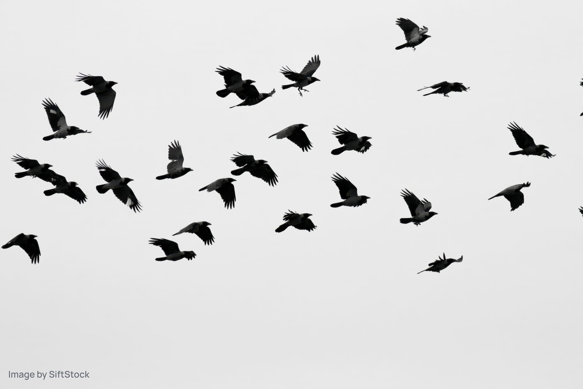 Flock of hooded crows in mid-flight against overcast sky
