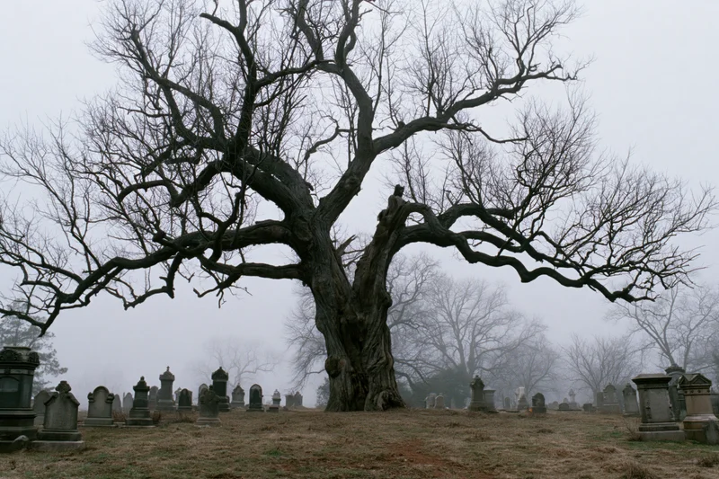 Gnarled leafless tree with twisted branches in a foggy cemetery surrounded by tombstones