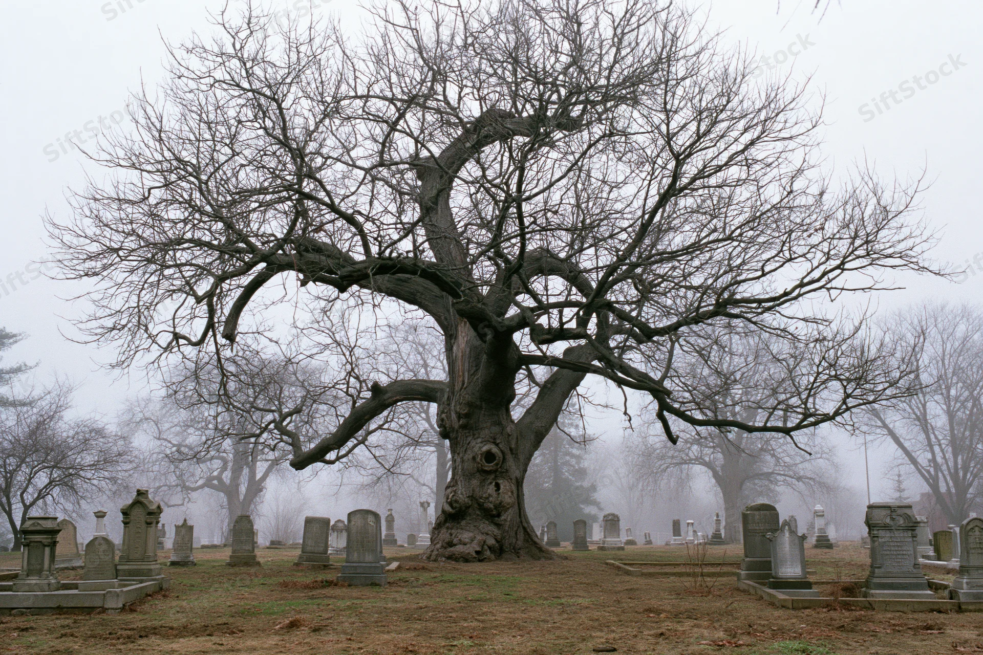 Gnarled leafless tree with twisted branches standing in a foggy cemetery among tombstones