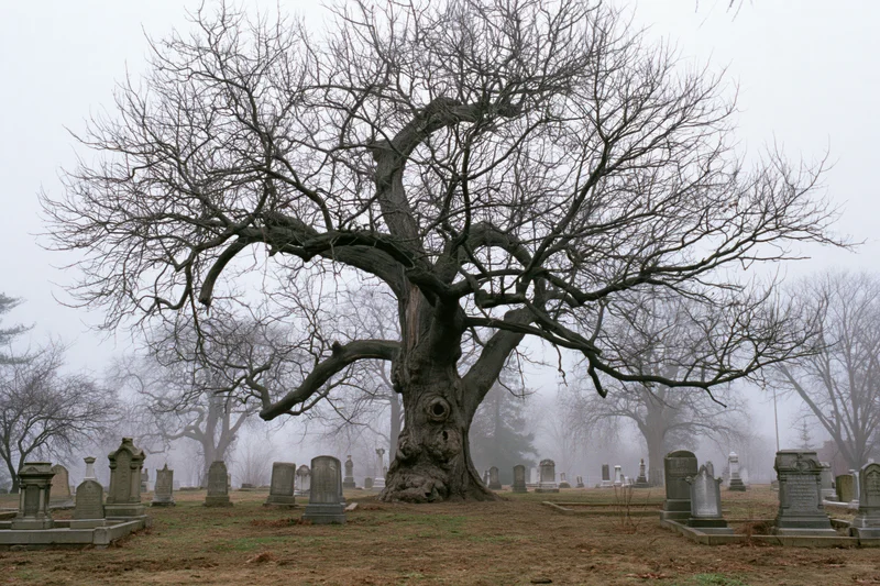 Gnarled leafless tree with twisted branches standing in a foggy cemetery among tombstones