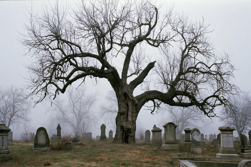 Gnarled leafless tree with twisted branches standing in a foggy cemetery among tombstones