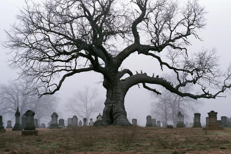 Gnarled leafless tree with twisted branches in a foggy cemetery surrounded by tombstones