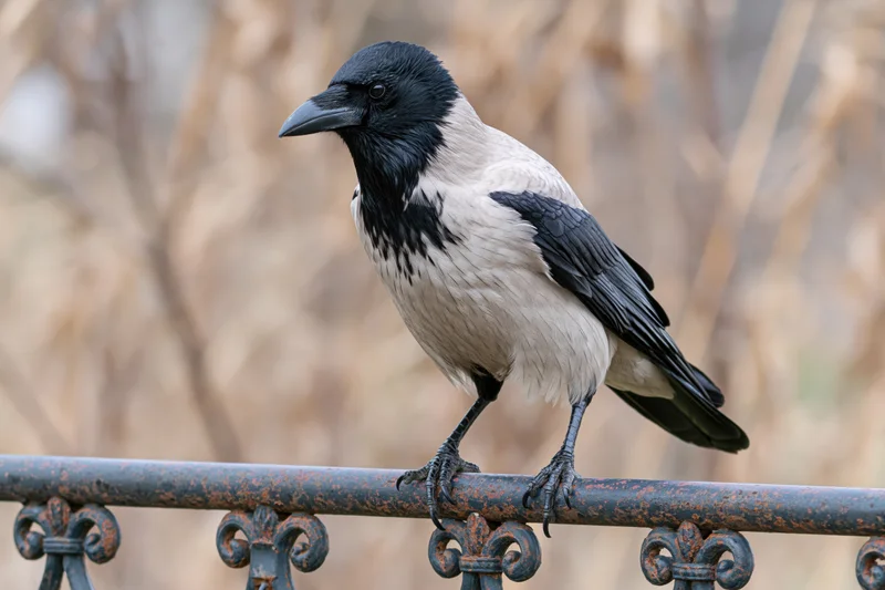 Hooded crow perched on weathered ornamental metal railing outdoors