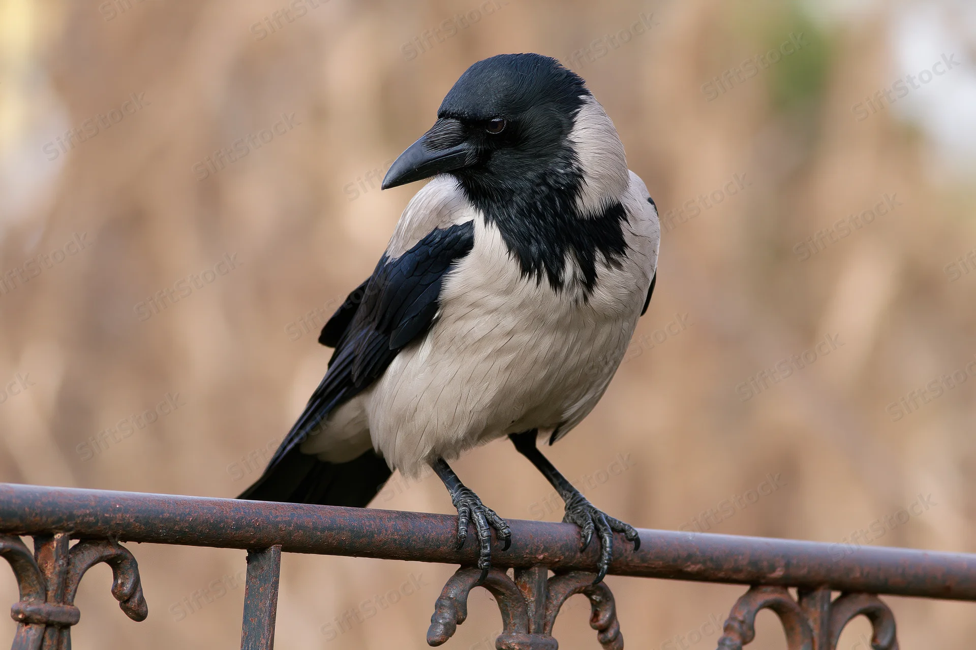 Hooded crow perched on weathered ornamental metal railing outdoors