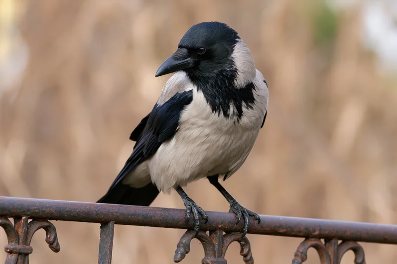 Hooded crow perched on weathered ornamental metal railing outdoors
