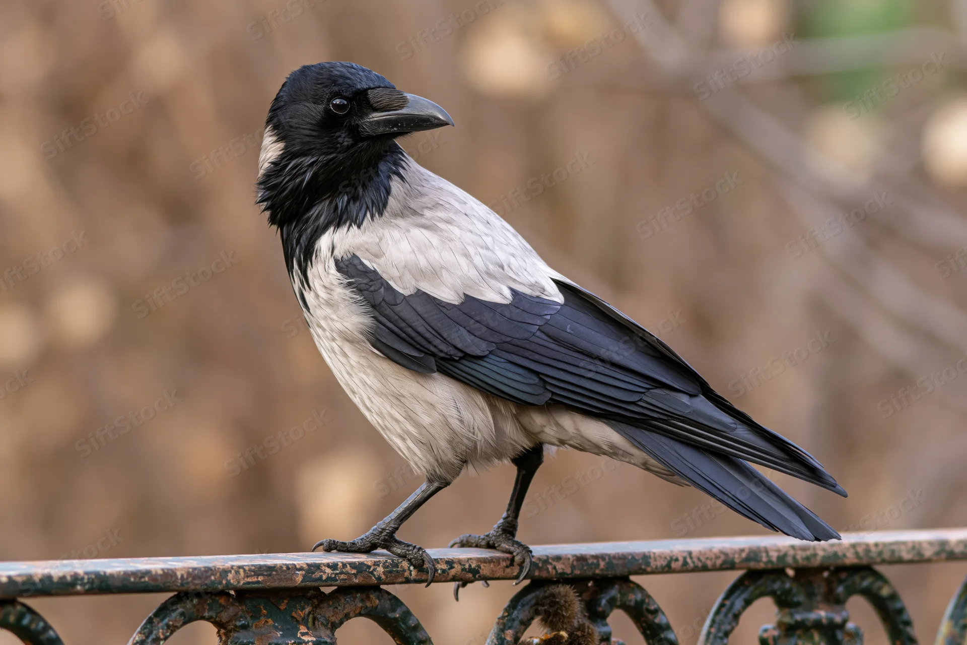 Hooded crow perched on weathered ornamental metal railing outdoors