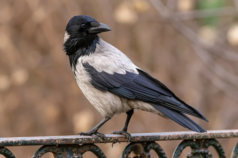 Hooded crow perched on weathered ornamental metal railing outdoors