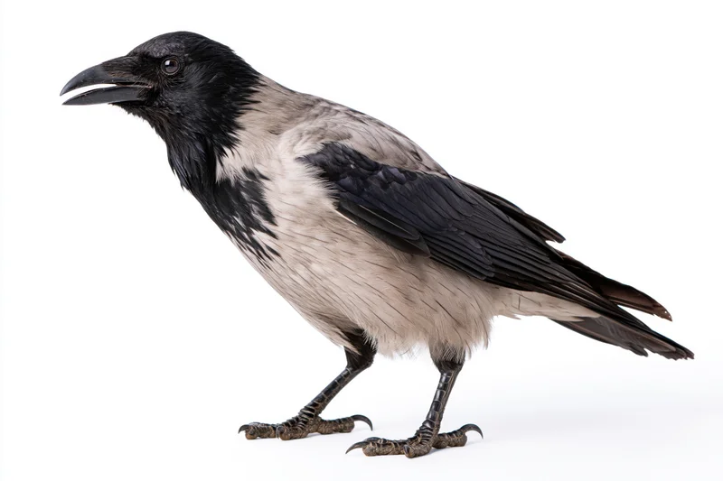 Hooded crow standing alert in profile view full body visible on white background