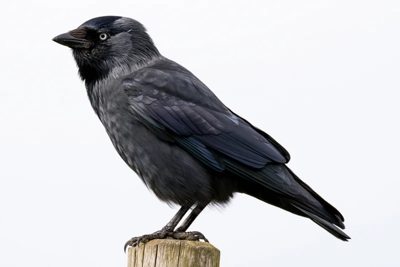 Jackdaw perched on a weathered wooden post looking slightly to the side