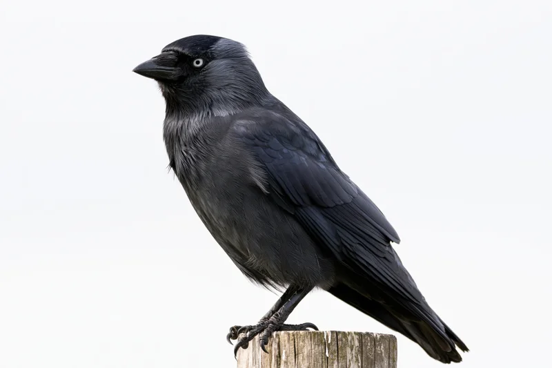 Jackdaw perched on a weathered wooden post looking slightly to the side