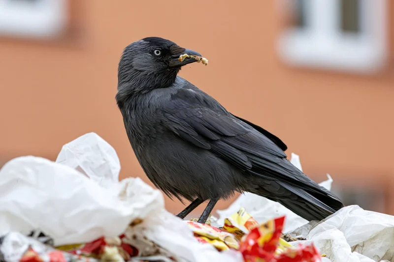 Jackdaw perched on garbage pile holding food scrap in beak near building