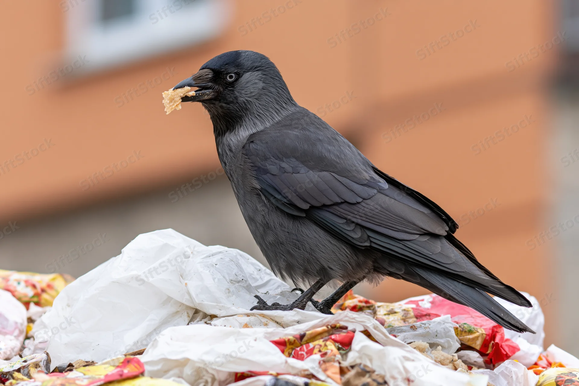 Jackdaw holding a crumb of food atop a pile of garbage in an urban setting