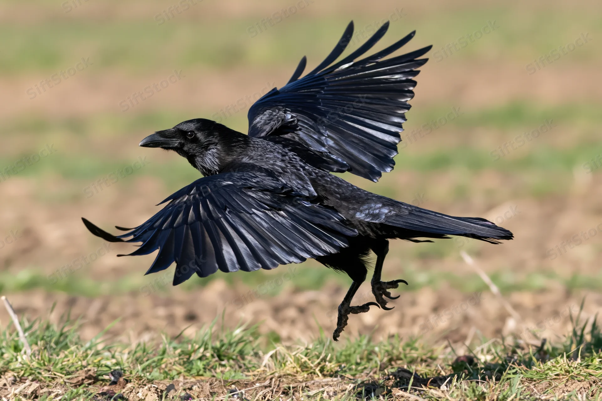 Crow in mid-flight with wings spread landing on grassy ground