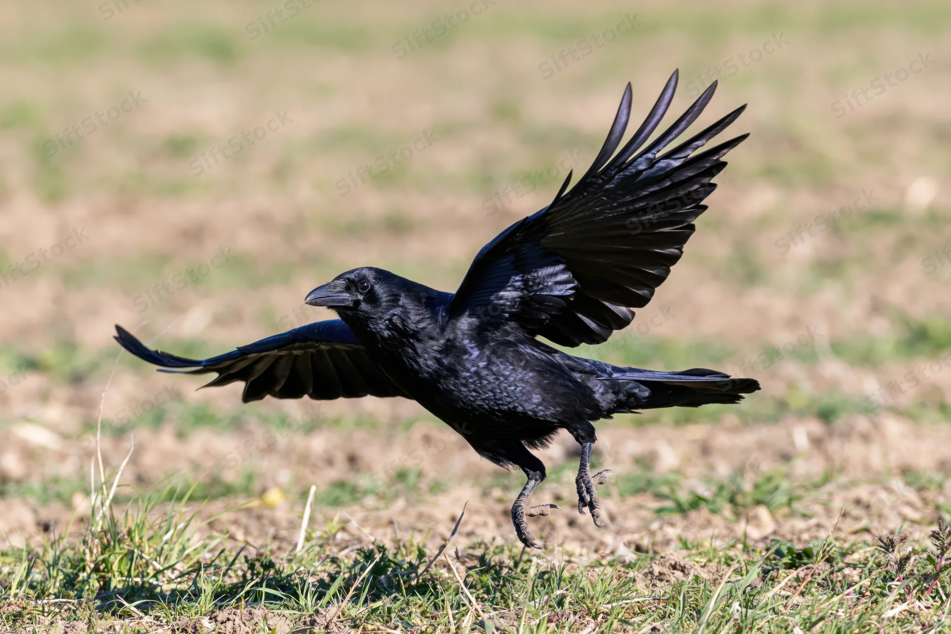 Crow landing with wings spread over grassy field