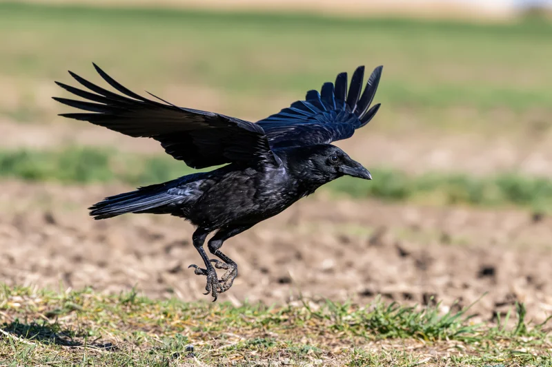 Crow in mid-flight with wings spread landing on grassy field