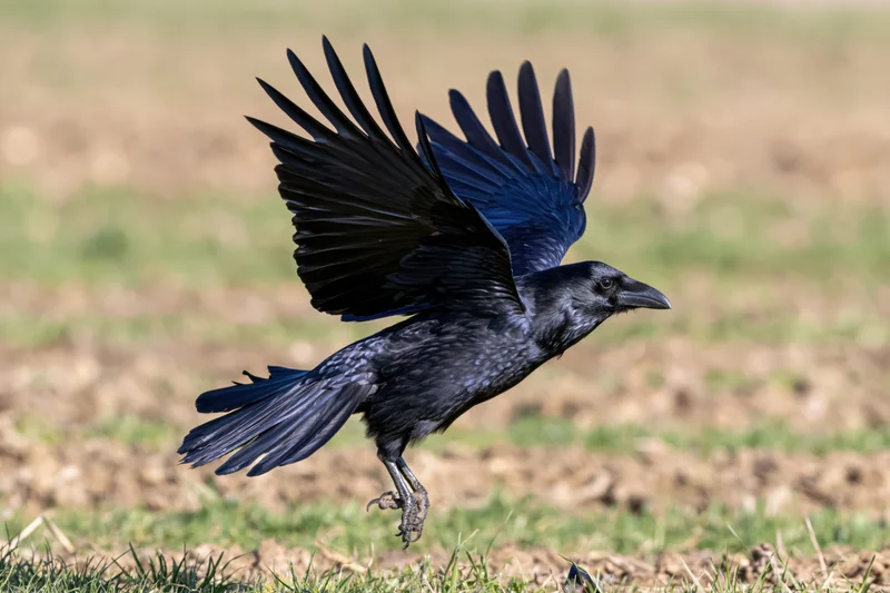 Crow in mid-flight with wings spread above grassy field