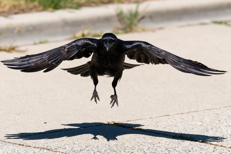 Crow landing with wings spread wide on pavement