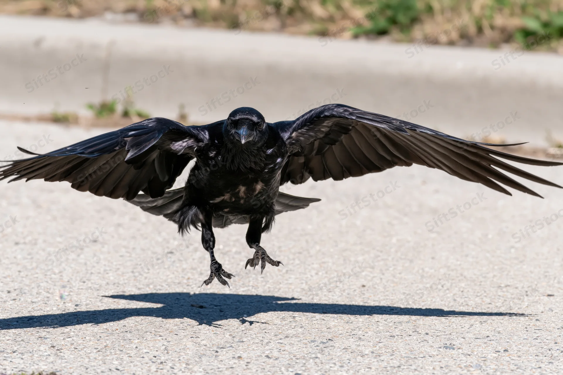 Crow landing with wings spread wide on gravel surface