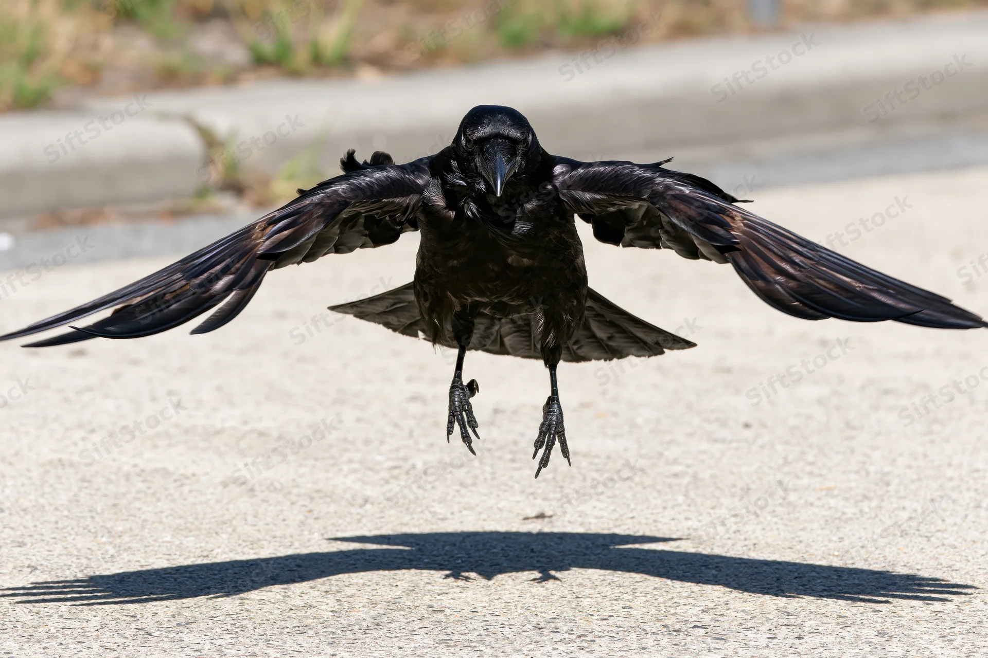 Crow landing with wings spread wide on asphalt pavement