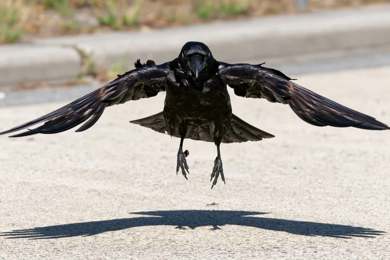 Crow landing with wings spread wide on asphalt pavement