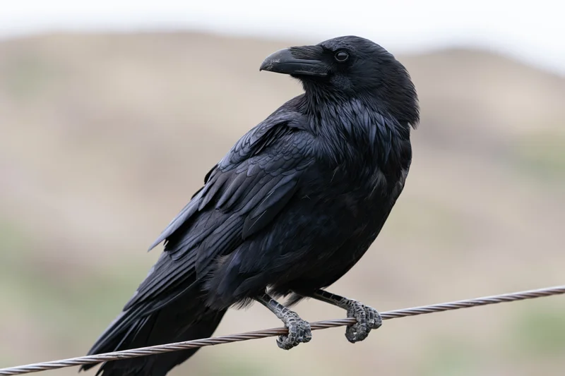 Black crow perched on metal wire in rural landscape