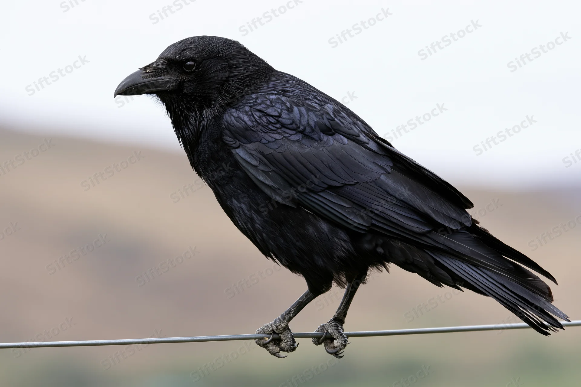 Black crow perched on metal wire in rural outdoor setting