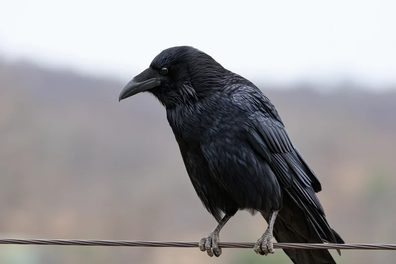 Black crow perched on metal wire facing left in natural outdoor setting