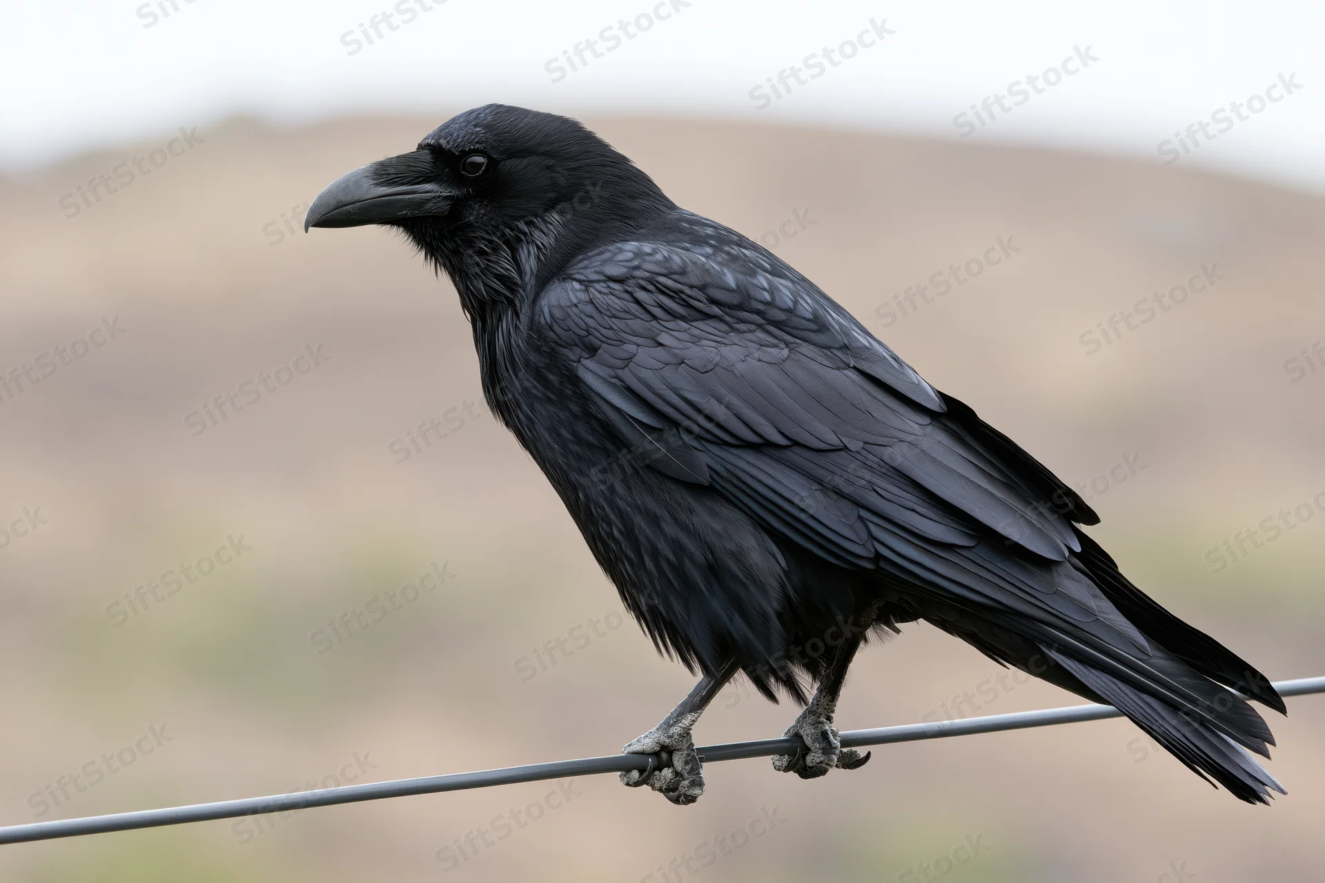 Black crow perched on metal wire in profile against blurred natural landscape