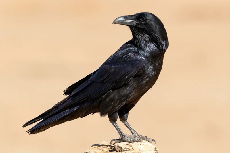 Black crow perched upright on a small weathered rock in natural outdoor setting