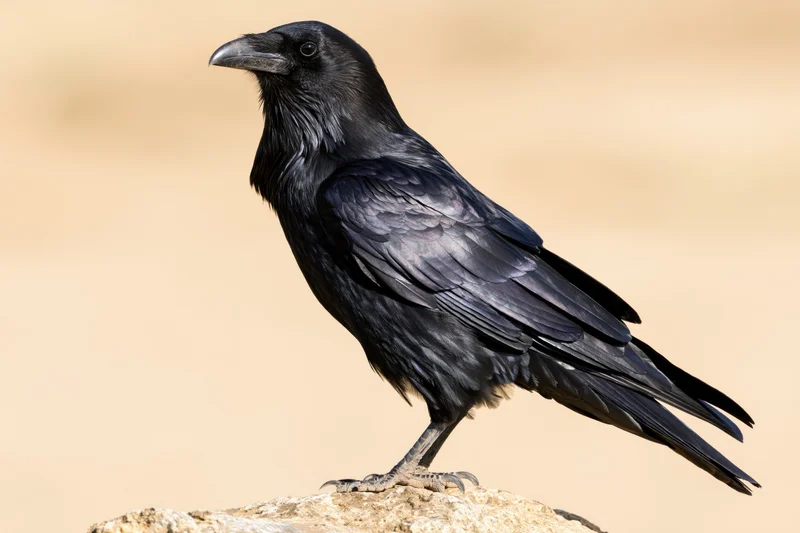 Black crow perched upright on a small weathered rock outdoors