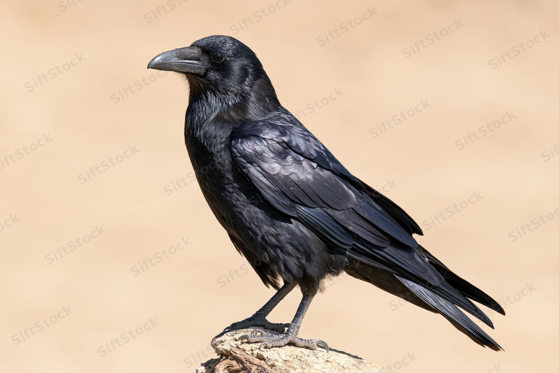 Black crow perched upright on a small weathered rock