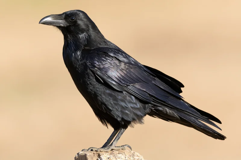 Black crow perched upright on a small weathered rock