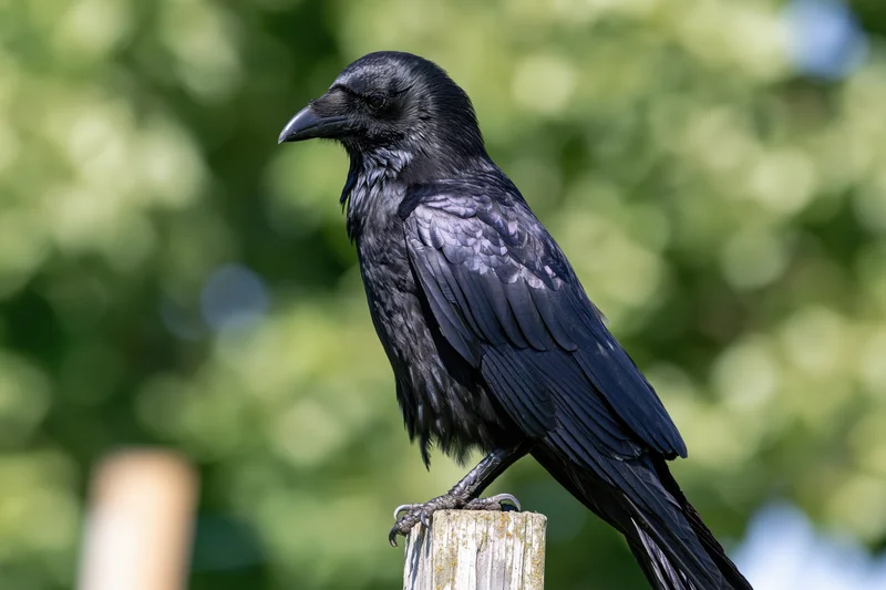 Crow perched upright on a weathered wooden post in a green outdoor setting
