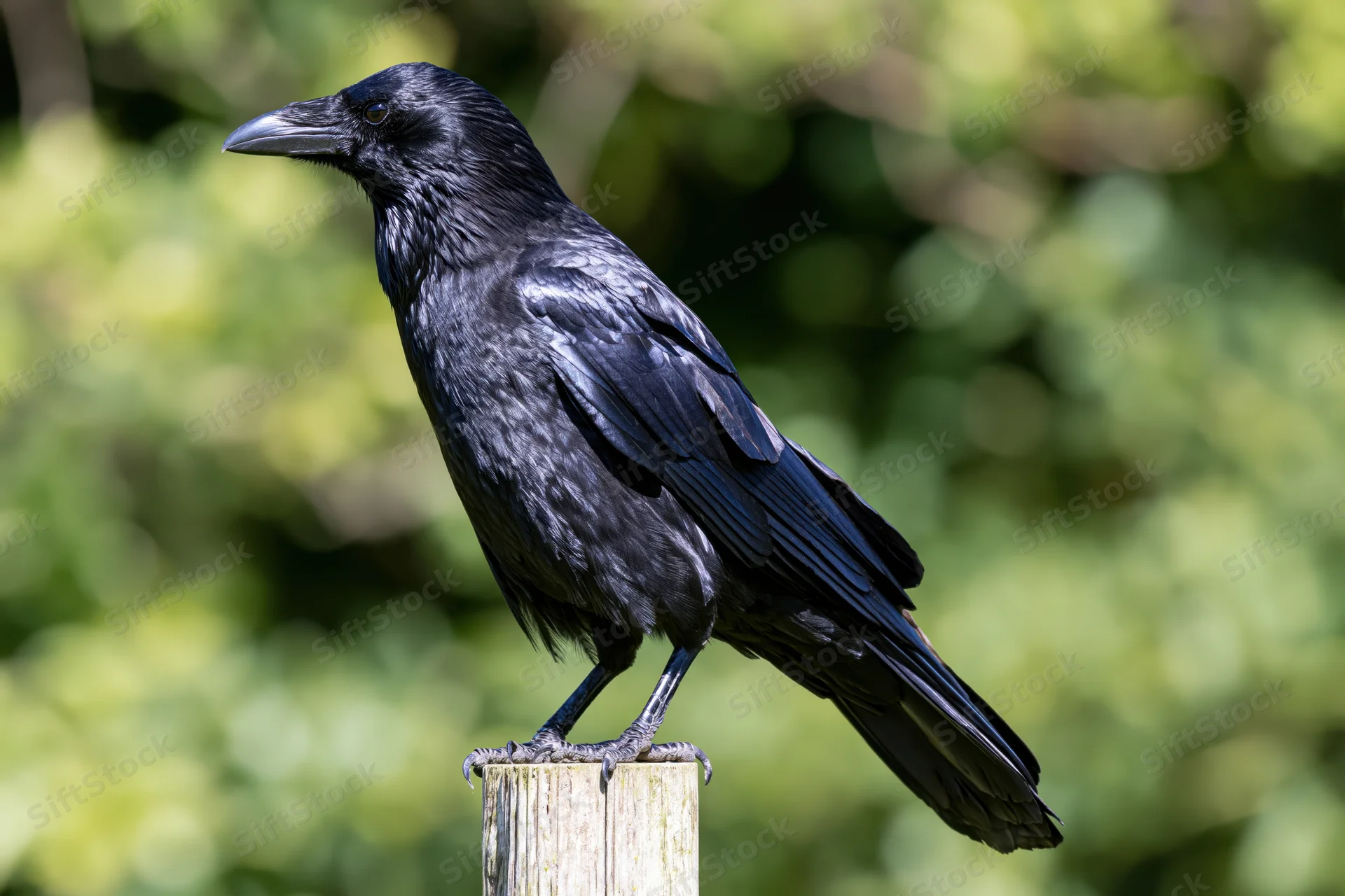 Black crow perched upright on a weathered wooden post in a green forest setting