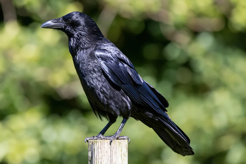 Black crow perched upright on a weathered wooden post in a green forest setting