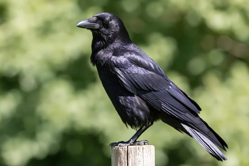 Black crow perched upright on a weathered wooden post in a green outdoor setting