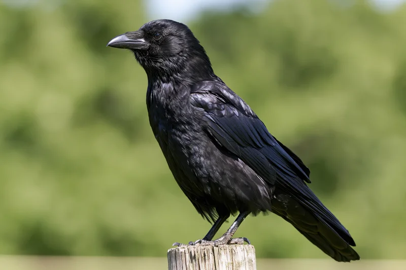 Black crow perched upright on a weathered wooden post outdoors