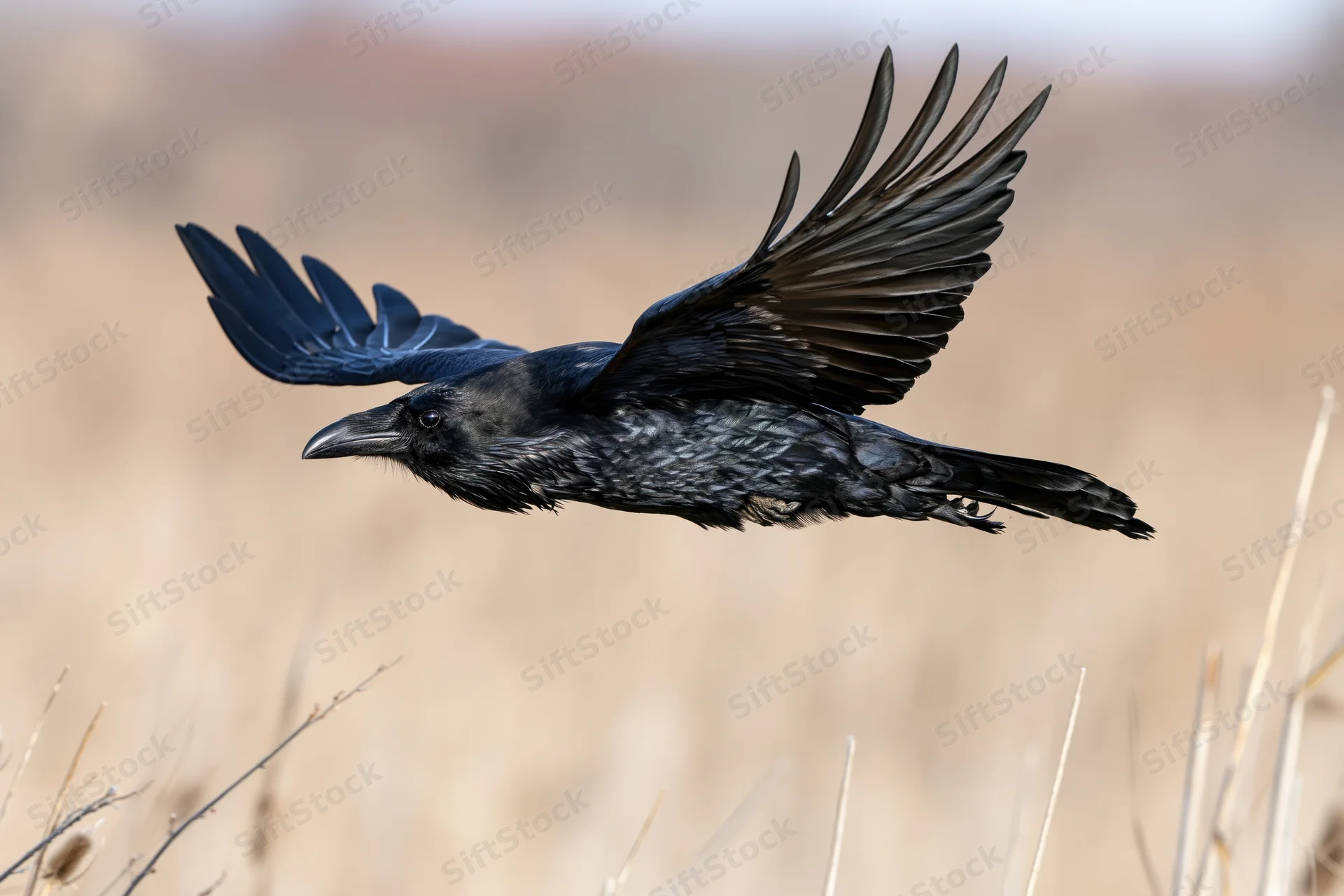 Raven in mid-flight with wings fully spread over dry grassland
