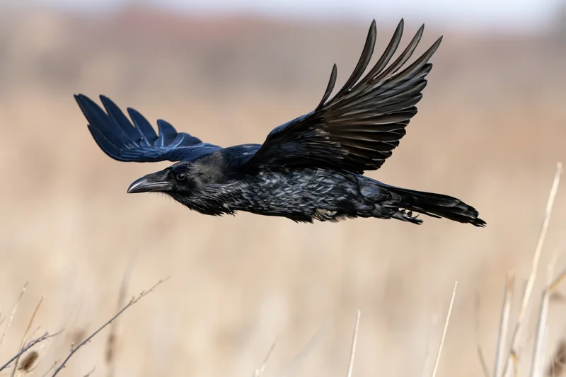 Raven in mid-flight with wings fully spread over dry grassland