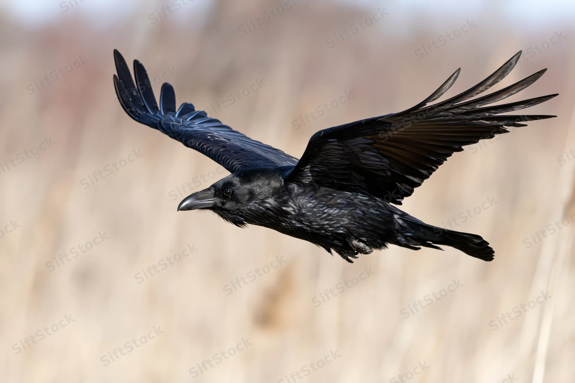 Raven in mid-flight with wings fully spread over a blurred field