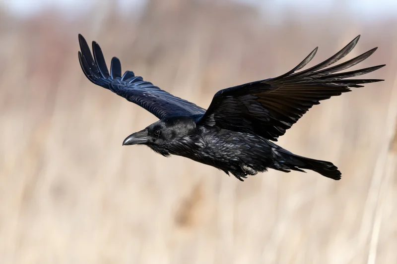 Raven in mid-flight with wings fully spread over a blurred field