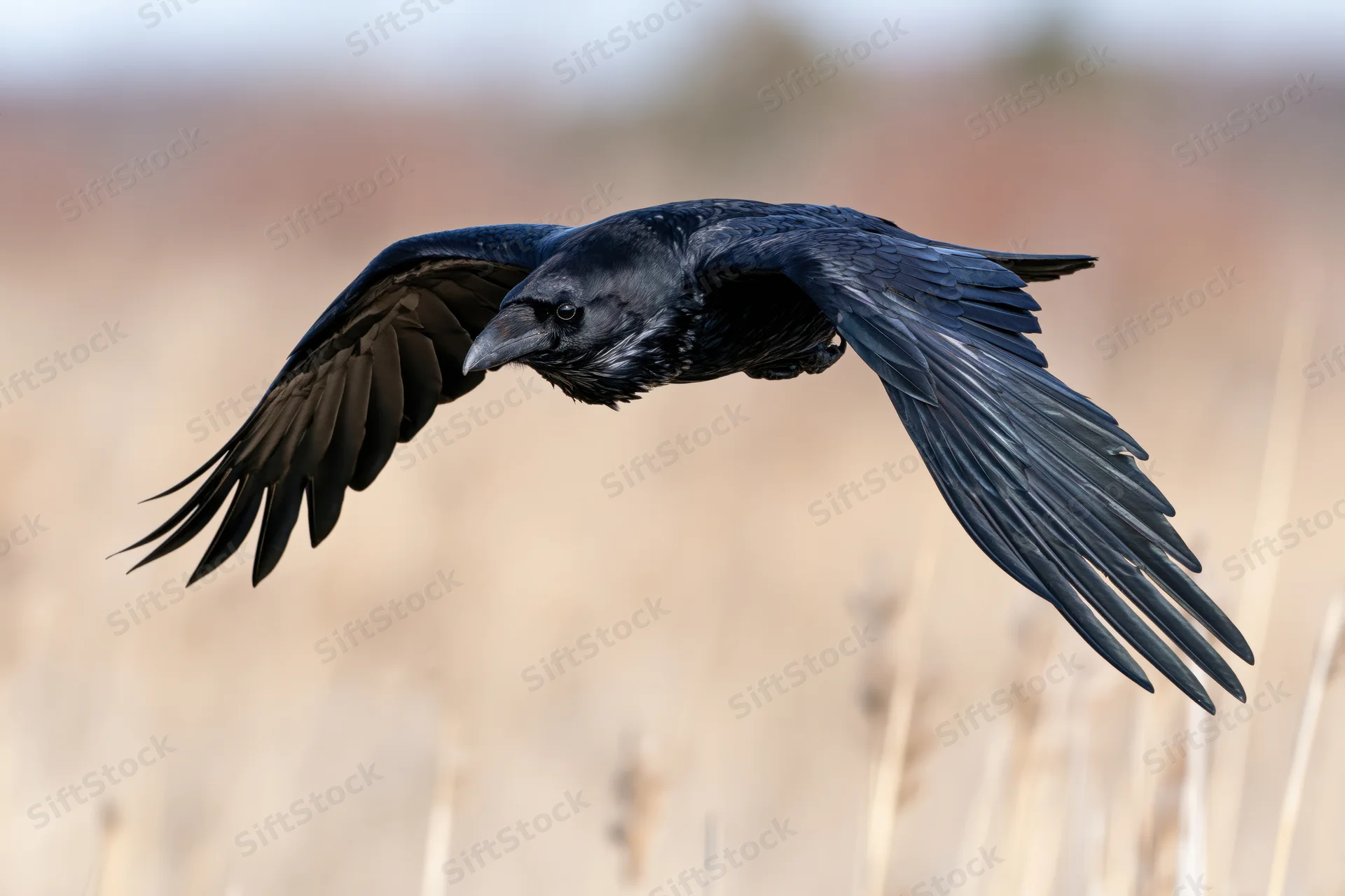 Raven in mid-flight with wings fully spread over a field of dry reeds