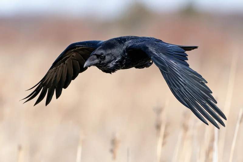 Raven in mid-flight with wings fully spread over a field of dry reeds