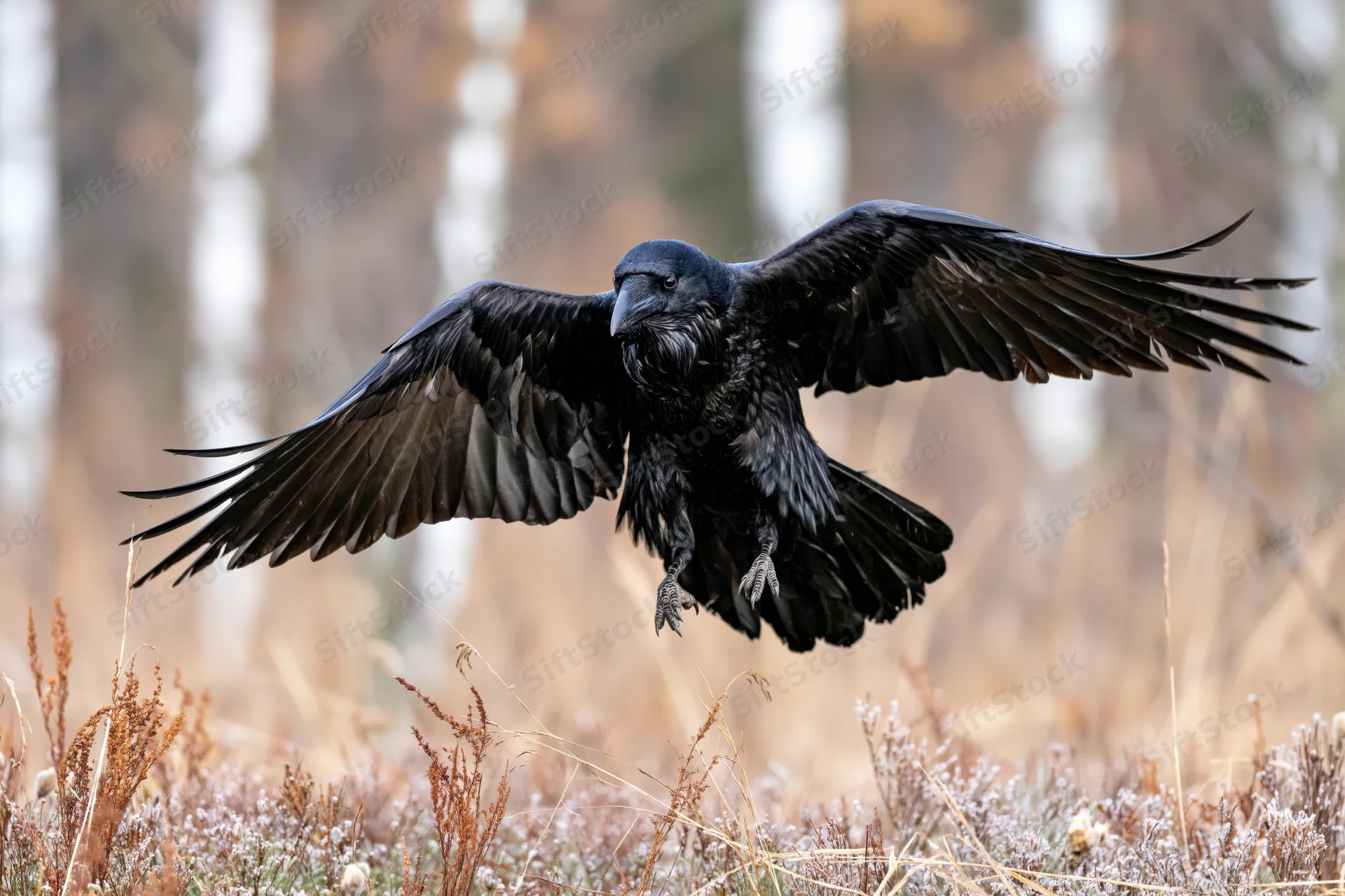 Raven with wings spread landing in frosty grass near forest edge